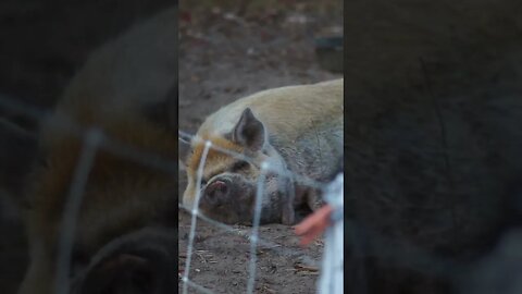 Woo that’ll give you the heebie jeebies 🐍 #farmlife #ranch #farm #kunekune #farming #snake