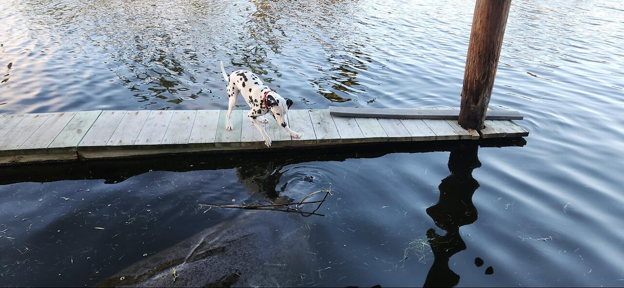 Luna befriends a manatee