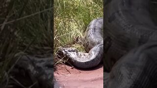 sucuri regurgitando cobra viva #sucuri #cobra#serpente #anaconda