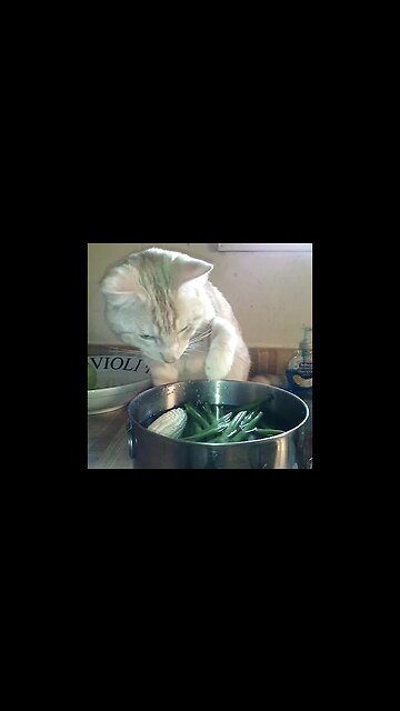 Malakh & Green Beans