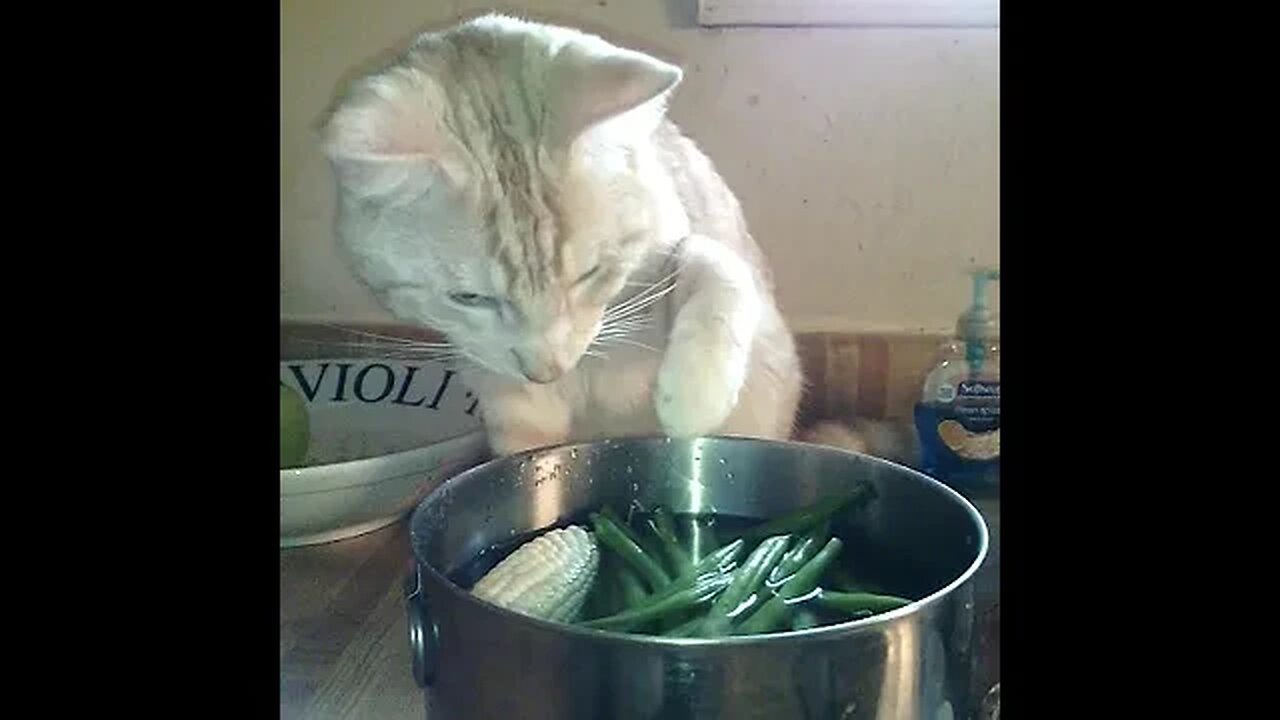 Malakh & Green Beans