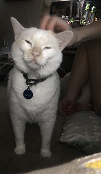 Fat cat and baby cat play