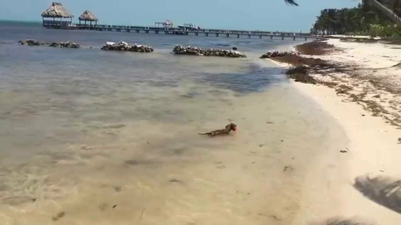 Dachshund Bobbing for Balls -Fail