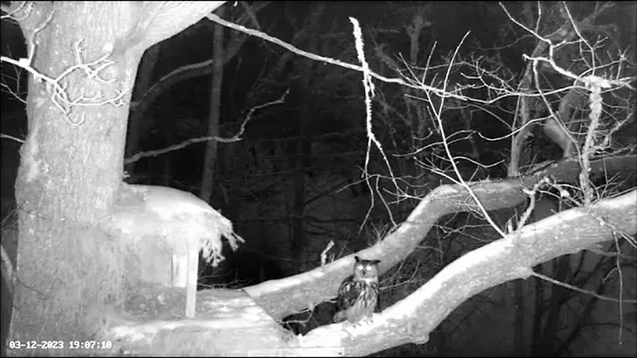 Male Eagle Owl Arrives at Nest 🦉 03/12/23 19:01