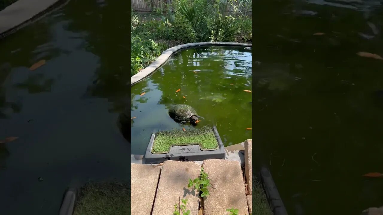 Adorable Turtle Eating Grapes