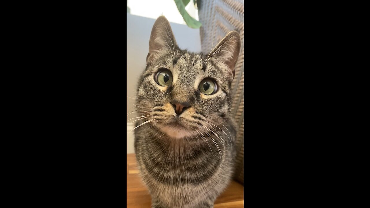 Tabbykittycat 1