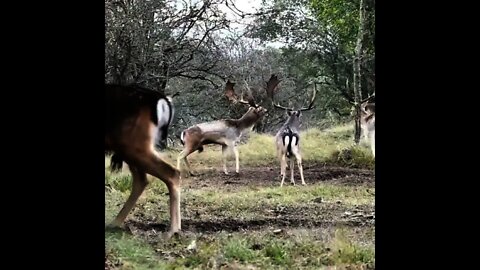 Followdeer bucks do not go after hinds in rut.. but gather at a certain spot in forest 🤔 | #Shorts
