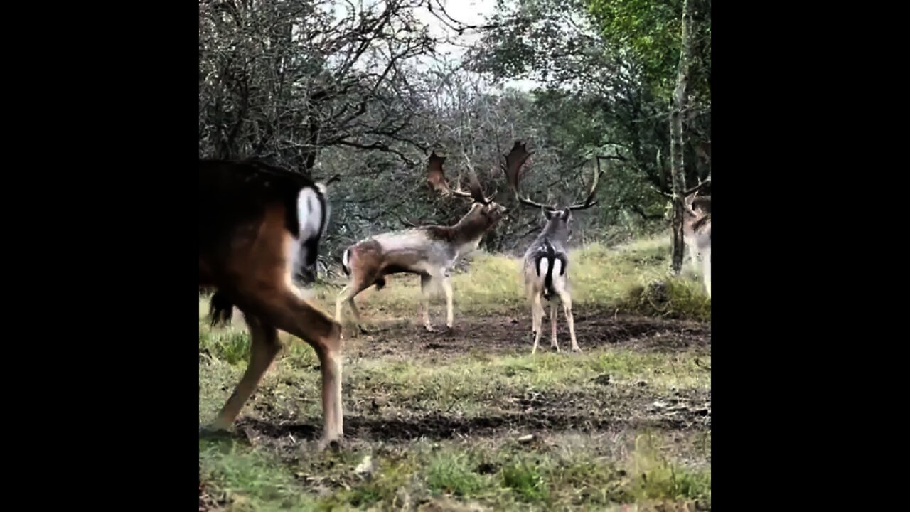 Followdeer bucks do not go after hinds in rut.. but gather at a certain spot in forest 🤔 | #Shorts