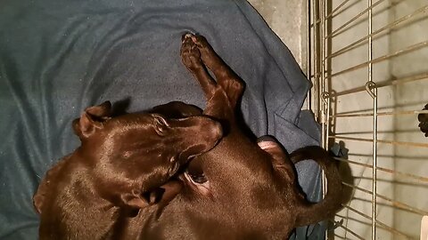 OBI2023 giving birth BSL Patterdale Terriers