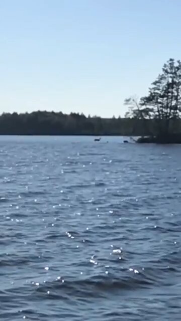 Deer walking on water sandbar
