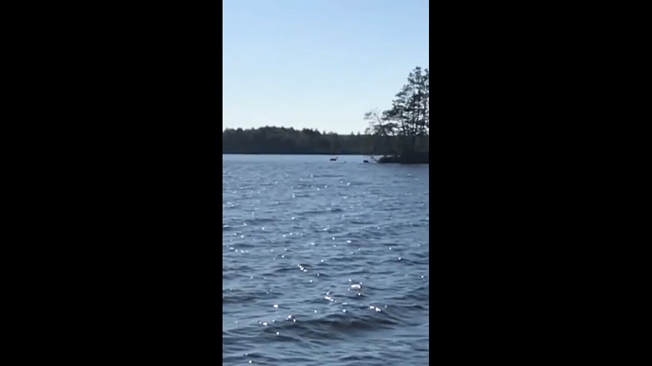 Deer walking on water sandbar