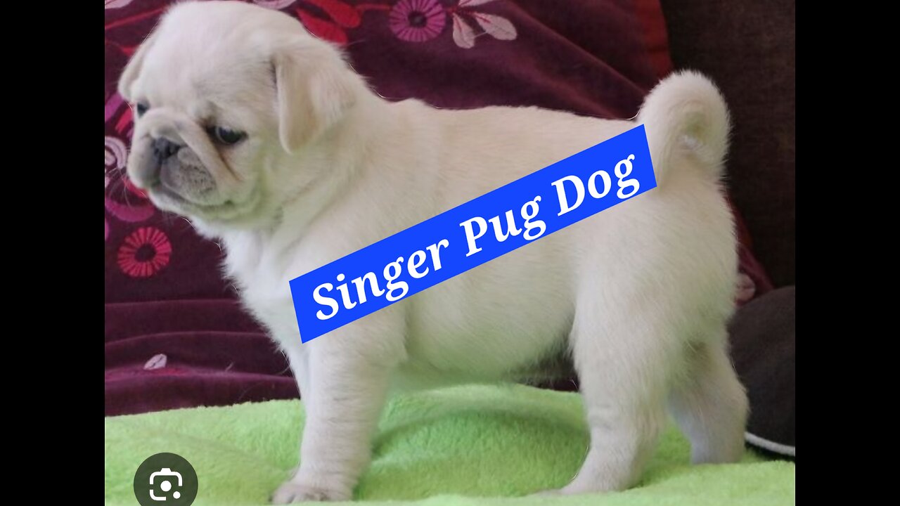 Pug-fect Pitch! Rare Video of a Singing Pug Dog Will Leave You Paw-sitively Amazed!