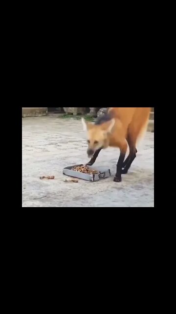 It is a Maned Wolf, and is the only species in its genus - Chrysocyon #shorts