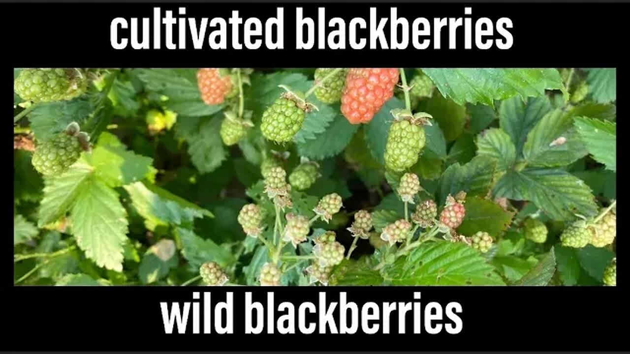 cultivated blackberries vs wild blackberries- which one is better and why - Raleigh Jones