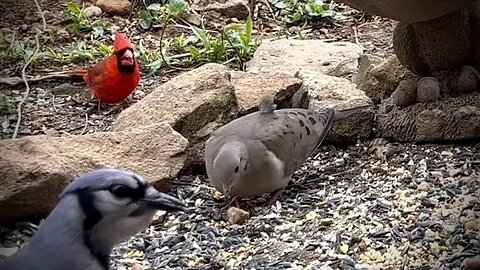 Birds for Cats : CatTV 77