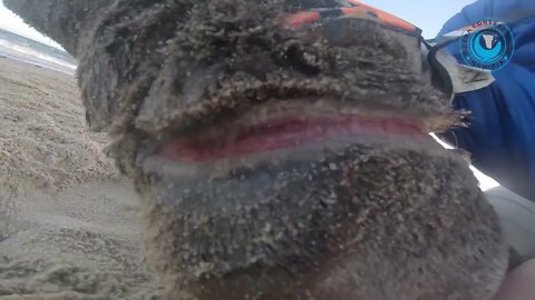 [GRAPHIC] Baby Seal with DEEP CUT rescued good chanal