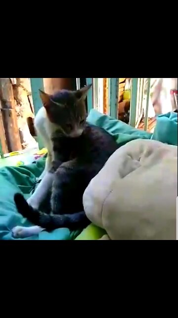 😻THIS CAT KNOWS WHERE TO HANGOUT. 😻ON TOP OF THE PILLOWS #shorts