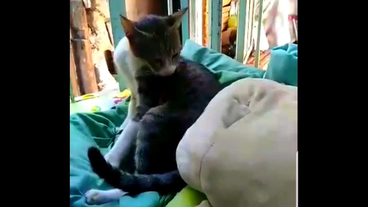 😻THIS CAT KNOWS WHERE TO HANGOUT. 😻ON TOP OF THE PILLOWS #shorts