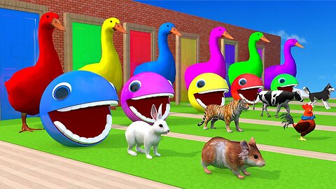 Animals play