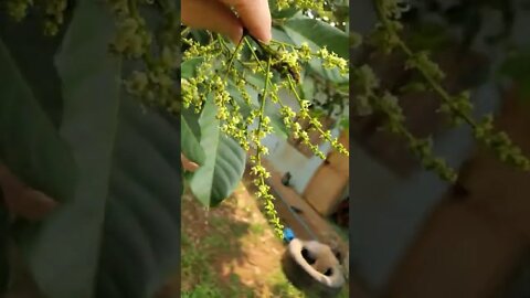 Rambutan Tree with Flowers and Buds