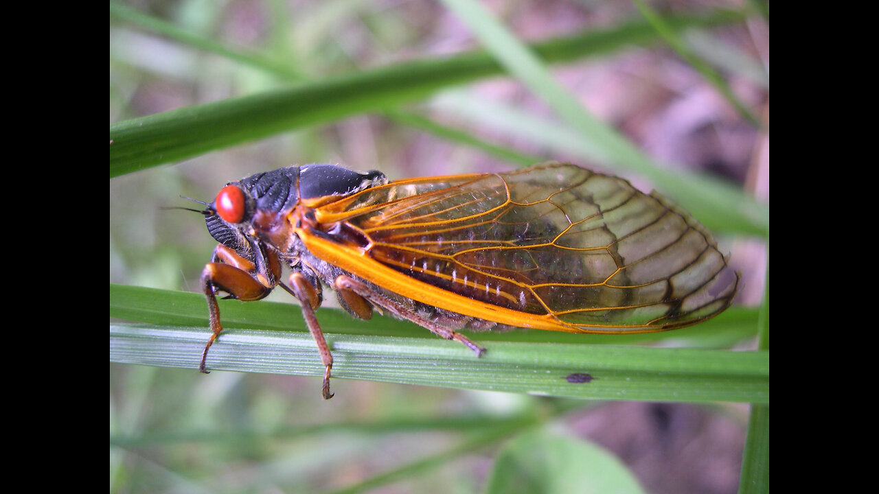 The Noisy Cicada's Fascinating Life Cycle