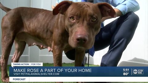 Pet of the week: Rose is a 3-year-old affectionate girl with a heart of gold