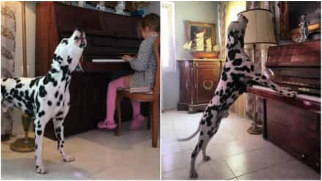 Un dalmata molto portato per la musica