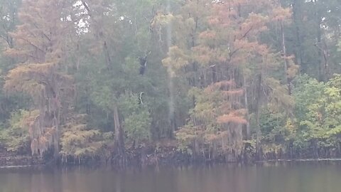 ON THE BAYOU