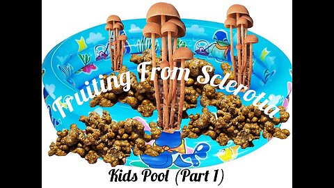 How to Fruit Ps. Tampanensis "Pollock" Mushrooms In A Kiddie Pool