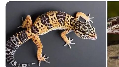 LEOPARD GECKOS