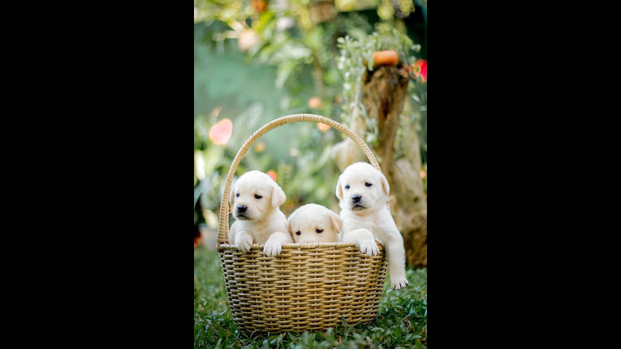 #cute #puppies #beautiful