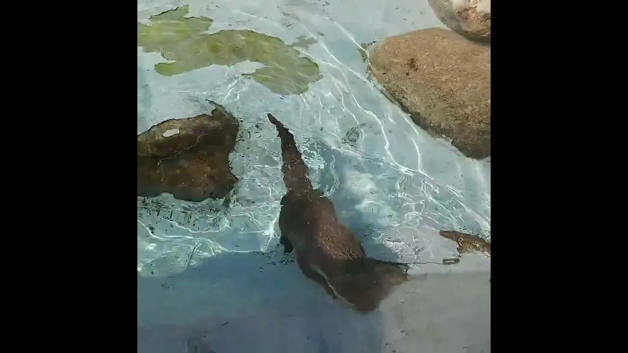 Cute Otters #zoo #shorts #shortsfeed #fyp #korea