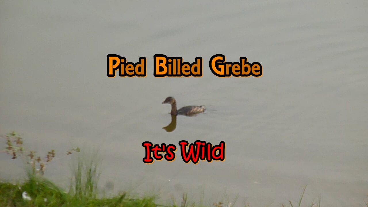 Pied Billed Grebe