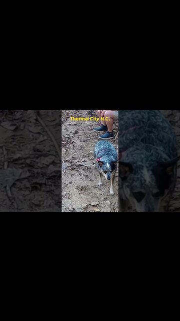 Digging some gold in Thermal City North Carolina #gold #prospecting #shorts