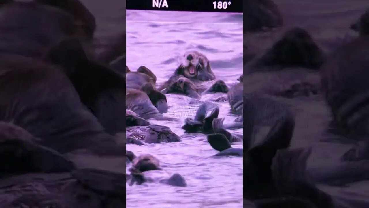 Deadliest Catch has Sea Otters. I love watching them float around town. #DutchHarbor #SeaOtters