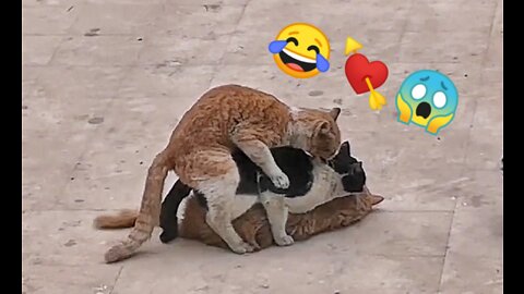 Three Naughty Cats Mating! 😂😱