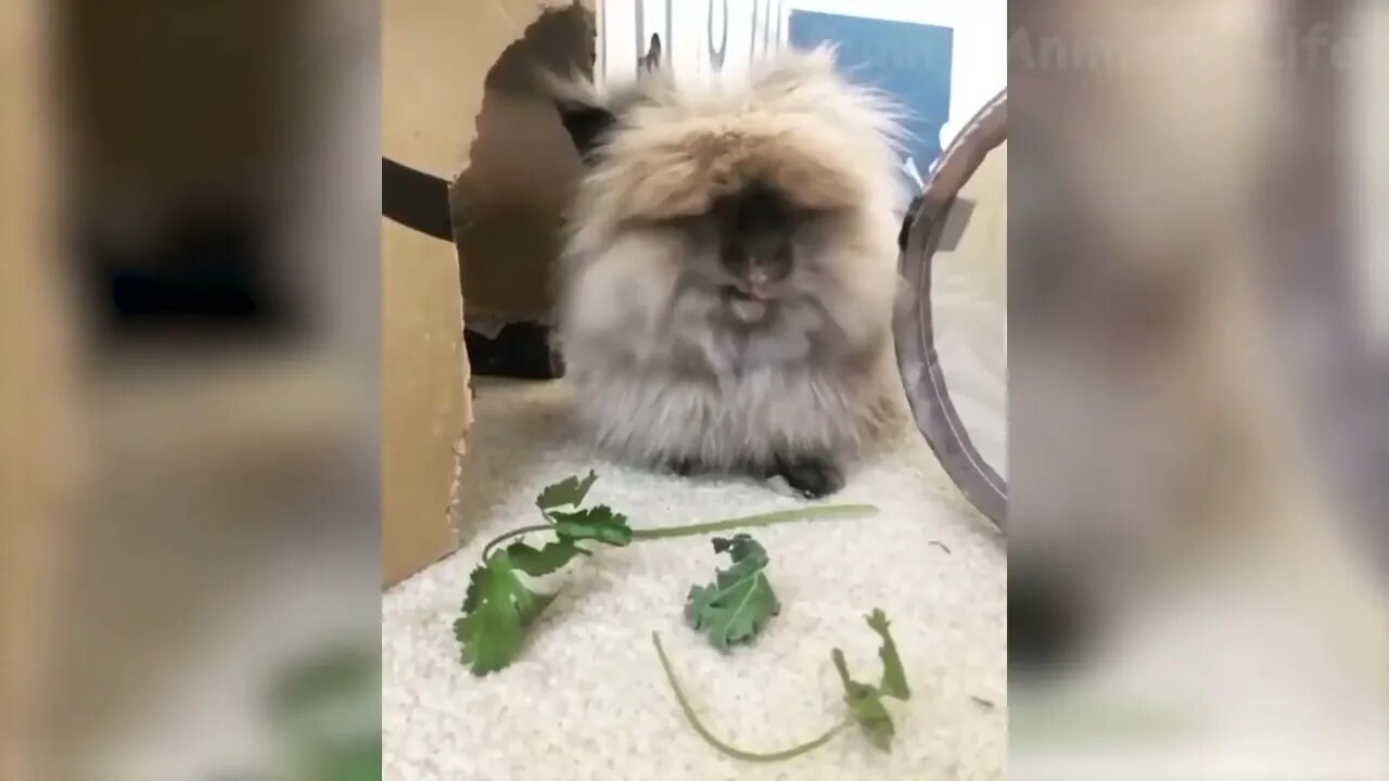 BEST FUNNY CAT AND DOG COMPILATION!