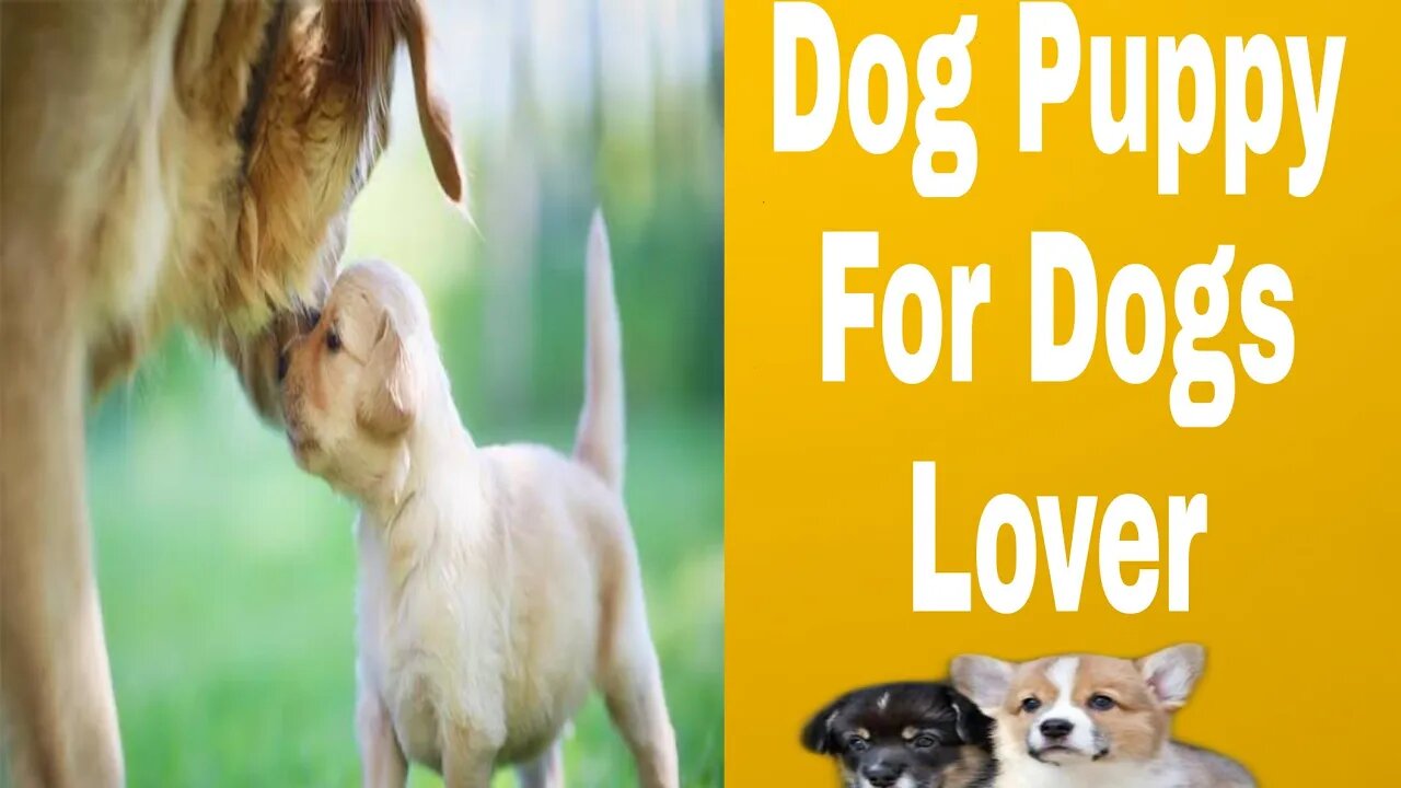 Dog Puppi For Dog lover