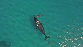 Newborn whale breathes for the first time