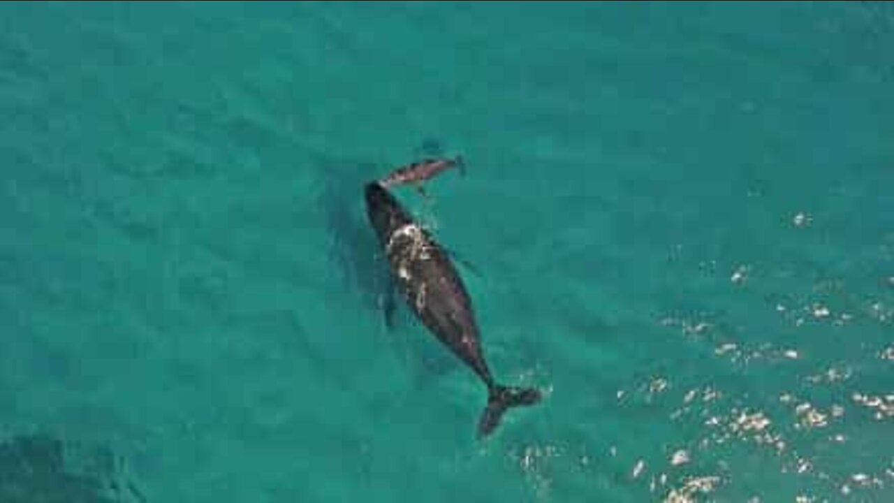 Newborn whale breathes for the first time