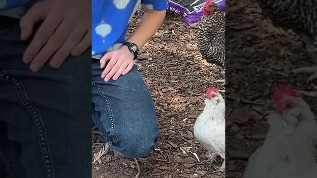 Chicken Jumps on Lap Like Dog!?!