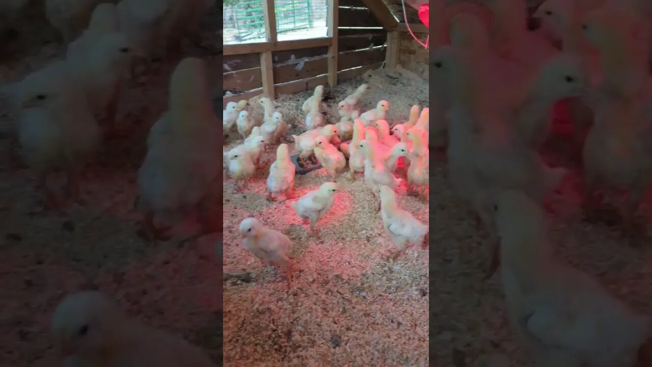 #chickens