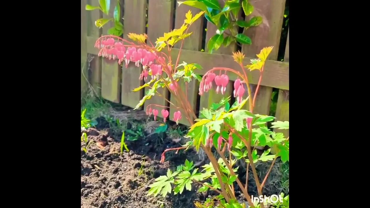 Dicentra, bleeding hearts