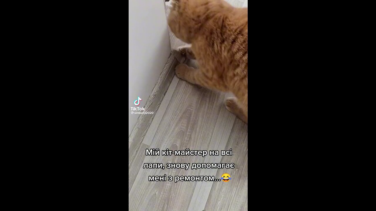 animals.... #cat #dog # animals #pet and animals