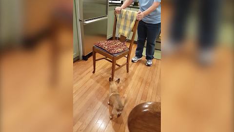 "Adorable Battle: Dog VS Chair"