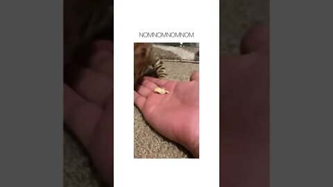 🥺😂🐈‍⬛ #shorts #shortsvideo #fyp #cat