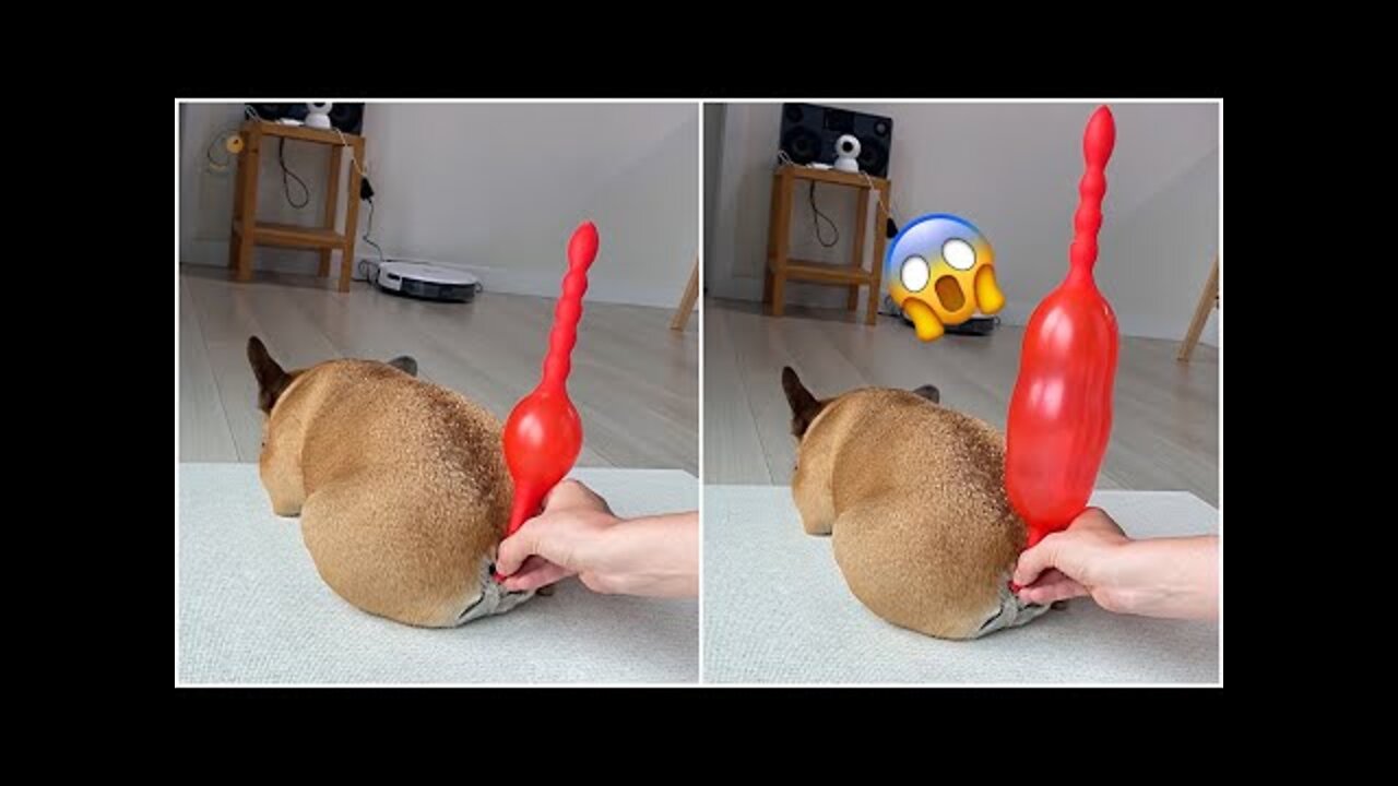 AWW SO FUNNY😂😂 Super Dogs Reaction Videos