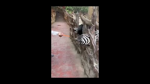 zebra eating craret 😲