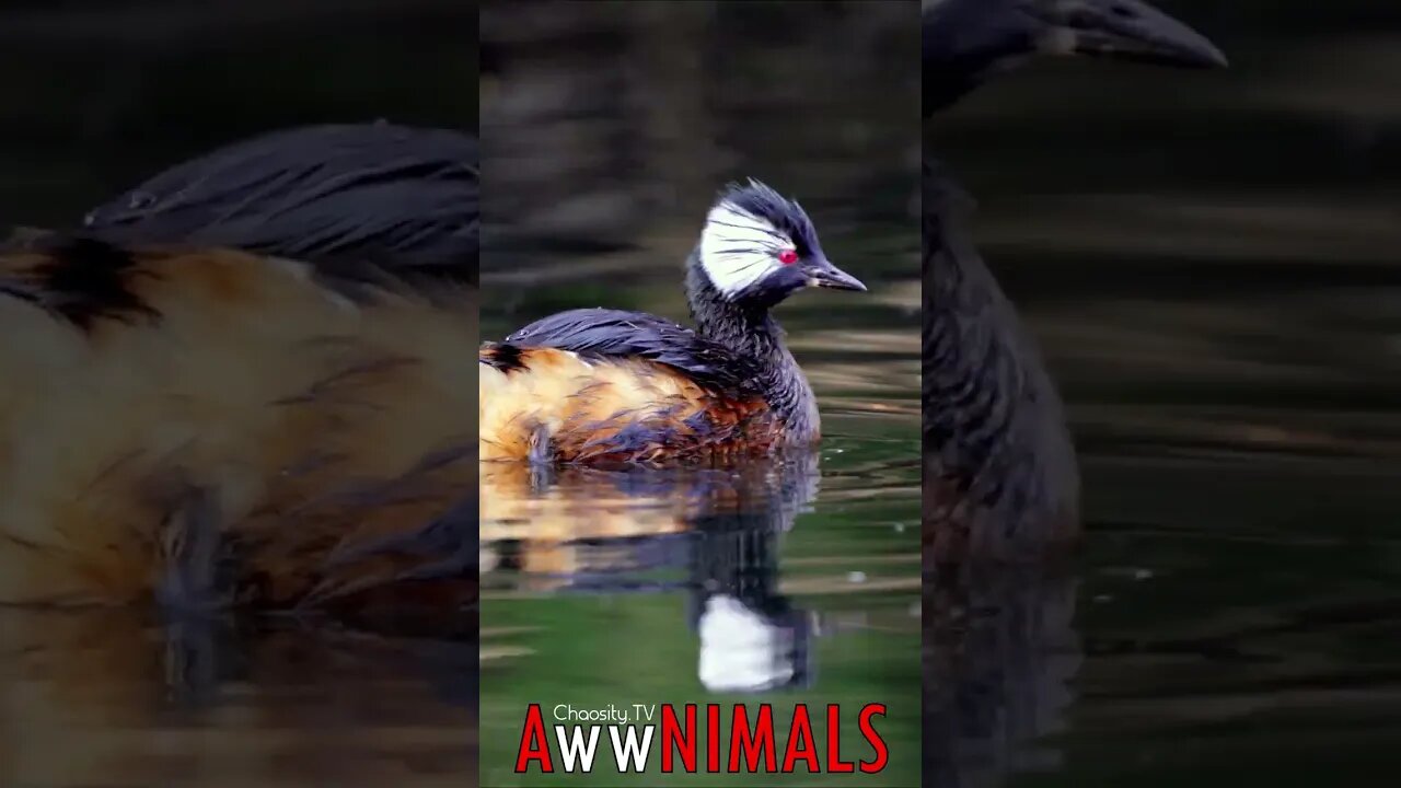 #AwwNIMALS - Zipping Grebe