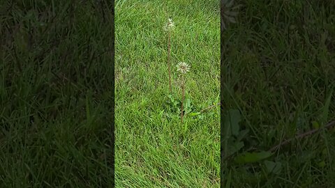 twin dandelion #shorts